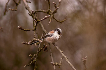 Obraz premium The little long tailed tit preparing to make a nest with white feathers from other birds during a gloomy spring morning. 
