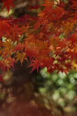  紅葉後のモミジの素敵な景色！日本の四季