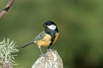 The Great tit on a white stone near the lavender, with a green background on a sunny day.