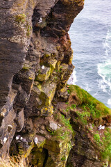 seagulls on the rock in ireland