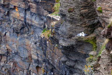 seagulls on the rock in ireland