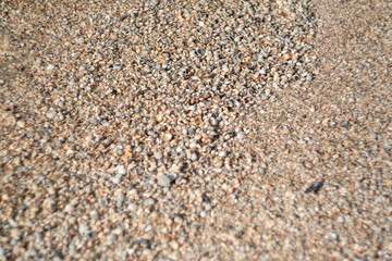 Thousands small seashells on sand beach, top view. Shell beach background for a post, screensaver, wallpaper, postcard, poster, banner, cover, header for a website. High quality photo