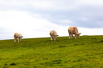 Naklejka na ściany i meble cows in the irish field