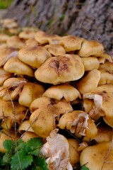 Close Up Shot Of Bundle Of Tawn Mushrooms On A Stump. Pleurotus Eryngii Mushrooms On Grass
