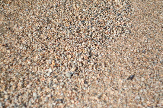 Thousands small seashells on sand beach, top view. Shell beach background for a post, screensaver, wallpaper, postcard, poster, banner, cover, header for a website. High quality photo