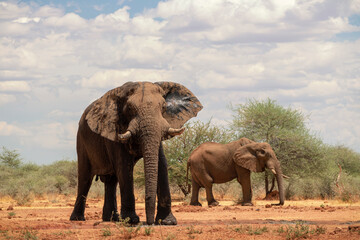 Fototapeta na wymiar Two african elephants in the grasslands of Etosha National Park, Namibia.