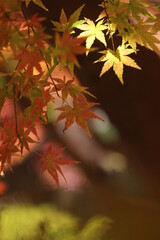 紅葉と日本の秋 素材 紅葉 秋 イメージ写真
