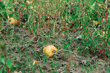 Typical styrian pumpkin field in autumn, Austria or Slovakia