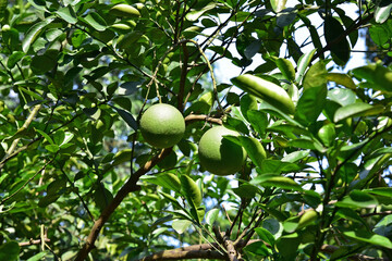 Two green oranges on a branch of an orange tree, illuminated by the sun