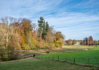 brown horses in meadow near colorful autumn forest in french ardennes near namur