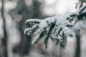 Snow-covered fir tree branch, winter, first snow
