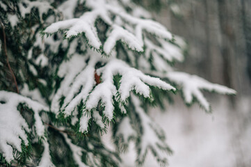 Snow-covered fir tree branch, winter, first snow