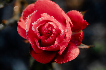single red rose frost