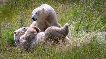 Polar bear cubs playing © marcia