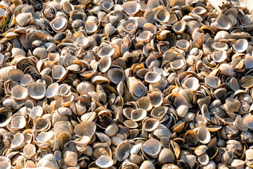Muschelbank aus Schalen am Rheinufer, die zum gro&szlig;en Teil der Gattung Corbicula zuzurechnen ist. 