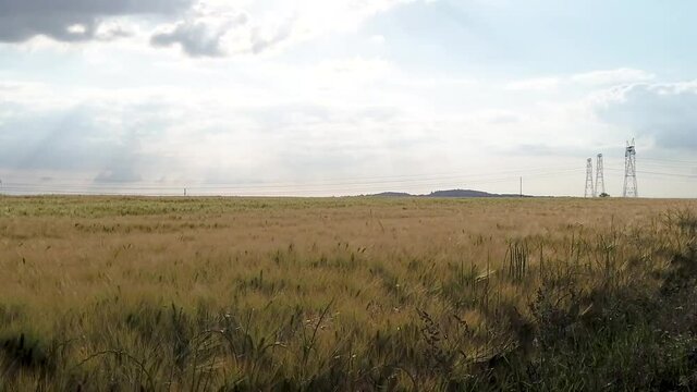 Slow motion pan left over corn field in a country side landscape with hight voltage line in background