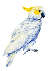 Parrot cockatoo, watercolor tropical bird, white isolated background, hand drawing