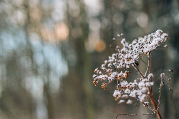 Dried flowers covered with first snow in winter