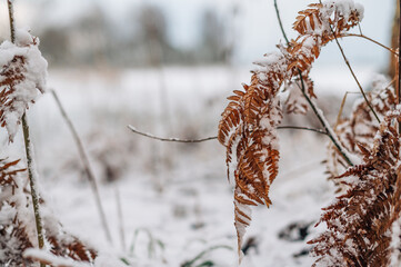 Dry brown fern with first snow on the leaves. Nature background, selective focus