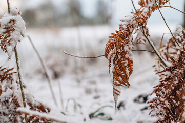 Dry brown fern with first snow on the leaves. Nature background, selective focus