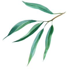 Eucalyptus, tropical leaves watercolor illustration. Australia plant