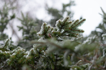 Snow-covered fir tree branch, winter, first snow