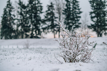 Winter nature background. Plants covered with first snow