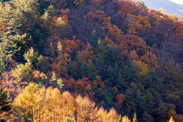 美しい山と紅葉した木