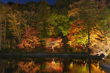 ライトアップされた夜の紅葉した木