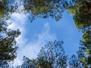 Fototapeta premium Crowns of trees against a blue sky. The sky is framed by green treetops. Bottom view.