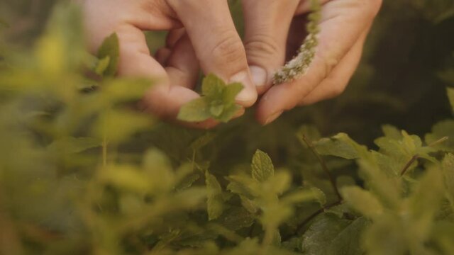 Hands picking fresh mint from garden