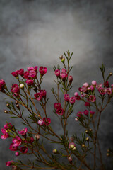 branch with red flowers on a gray background