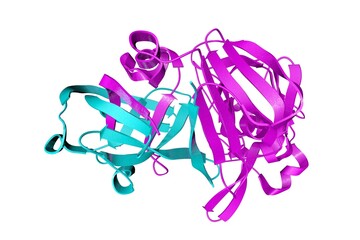 Crystal structure of human cathepsin D in complex with macrocyclic inhibitor 14. Ribbons diagram with multi-colored protein chains based on protein data bank. 3d illustration