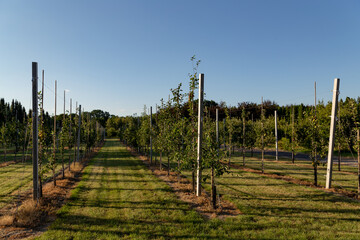 young trees planted in a line in the garden