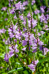 Physostegia virginiana 'Rosea' a spummer autumn fall flowering plant with a pink summertime flower...