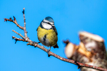 Obraz na płótnie Canvas Blue tit (Cyanistes caeruleus) portrait image of an Eurasian bird perched on a tree branch which is a common small garden songbird found in the UK and Europe stock photo