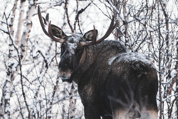 moose in the forest winter in lapland