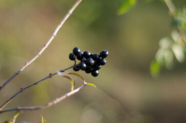 czarne owoce