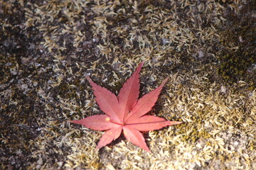  紅葉後のモミジの素敵な景色！日本の四季