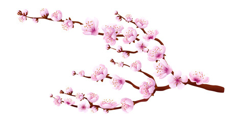 Cherry branch with flowers. Sakura blossom. Tree blooming
