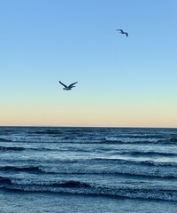 seagulls flying over the sea