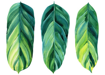 Watercolor illustrations set of tropical leaves on isolated white background. Calathea © Hanna