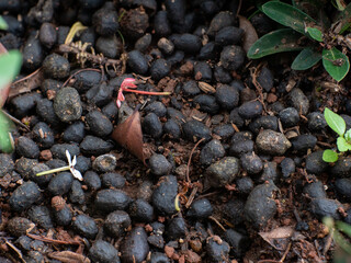 A close-up shot of small, black animal droppings, likely from a herbivore like a goat or deer,...