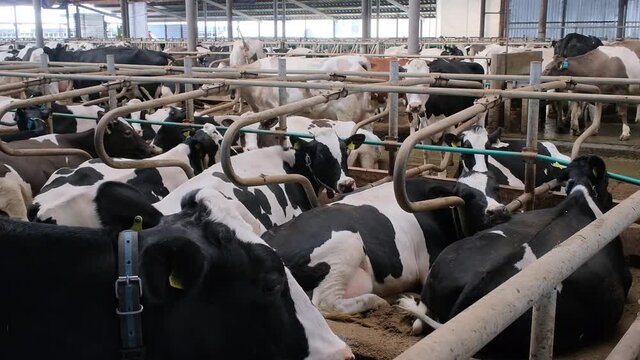 thoroughbred cows on a modern farm eat feed