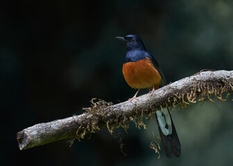  portrait of a White-rumped Shama bird perched on a tree 