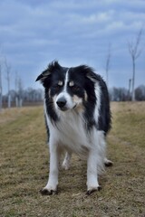 Border collie is standing in the field. It is almost dark.