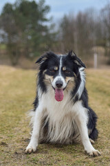 Border collie is sitting in the grass. He is so crazy dog on trip.