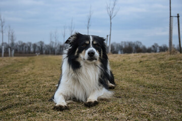 Border collie is lying in the grass. He is so crazy dog on trip.