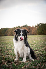 Border collie is sitting in the grass. He is so crazy dog on trip.