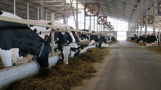 thoroughbred cows on a modern farm eat feed